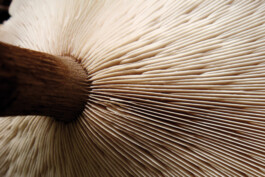 champignon-VSE