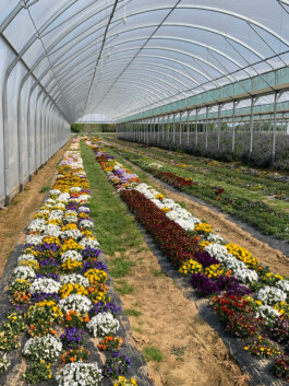 flowers-culture